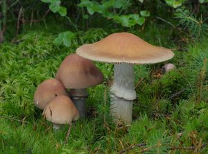 Sluka svraskalá - Cortinarius caperatus (Pers.) Fr. 1838