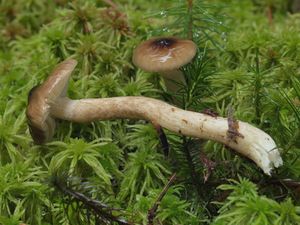 Šťavnatka olivově bílá - Hygrophorus olivaceoalbus (Fr.) Fr.