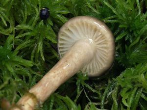 Šťavnatka olivově bílá - Hygrophorus olivaceoalbus (Fr.) Fr.