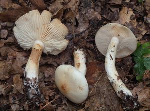 Čirůvka běložlutavá - Tricholoma stiparophyllum (S. Lundell) P. Kar