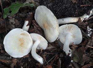 Čirůvka běložlutavá - Tricholoma stiparophyllum (S. Lundell) P. Kar