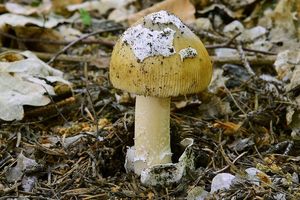 Muchomůrka blanitá - Amanita submembranacea (Bon) Gröger