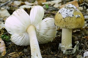 Muchomůrka blanitá - Amanita submembranacea (Bon) Gröger