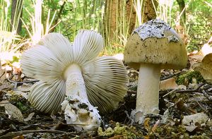 Muchomůrka blanitá - Amanita submembranacea (Bon) Gröger