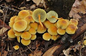 Třepenitka svazčitá - Hypholoma fasciculare  (Huds.) P. Kumm. 1871
