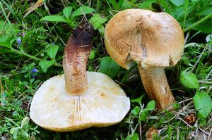 Čirůvka modřínová - Tricholoma psammopus (Kalchbr.) Quél.