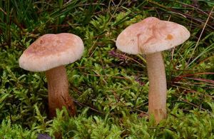 Čirůvka modřínová - Tricholoma psammopus (Kalchbr.) Quél.