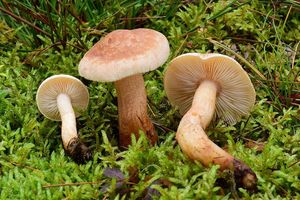 Čirůvka modřínová - Tricholoma psammopus (Kalchbr.) Quél.