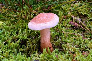 Čirůvka modřínová - Tricholoma psammopus (Kalchbr.) Quél.