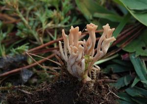 Kyjovečka nahnědlá - Clavulinopsis umbrinella (Sacc.) Corner 1950