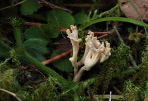 Kyjovečka nahnědlá - Clavulinopsis umbrinella (Sacc.) Corner 1950