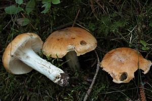 Pavučinec světlobarvý - Cortinarius claricolor (Fr.) Fr. 1838