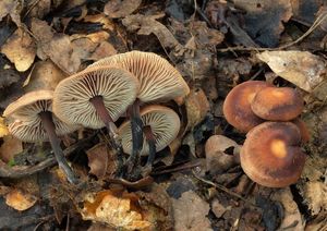 Penízovka smrdutá - Gymnopus brassicolens (Romagn.) Antonín & Noo