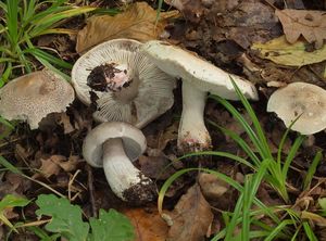 Čirůvka růžovolupenná - Tricholoma orirubens Quel.