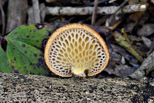 Choroš voštinovitý - Polyporus alveolaris  (DC.) Bondartsev & Sing