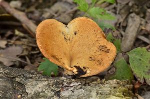 Choroš voštinovitý - Polyporus alveolaris  (DC.) Bondartsev & Sing