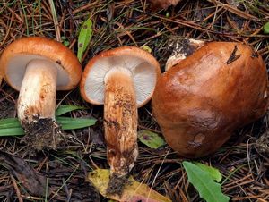 Čirůvka prstencová - Tricholoma batschii Gulden ex Christensen&Noo