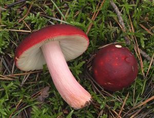 Holubinka révová - Russula xerampelina (Schaeff.) Fr. 1838