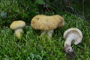 Ryzec statný - Lactarius repraesentaneus Britzelm. 1885