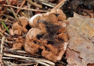 Lošákovec nahloučený - Hydnellum cumulatum K.Harrison