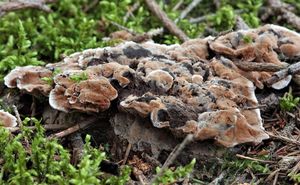 Lošákovec nahloučený - Hydnellum cumulatum K.Harrison