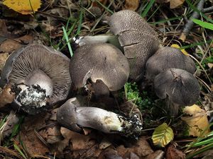 Čirůvka růžovotřenná - Tricholoma basirubens (Bon) A. Riva & Bon 1988