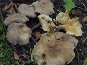 Čirůvka šedožemlová - Tricholoma scalpturatum (Fr.) Quél.