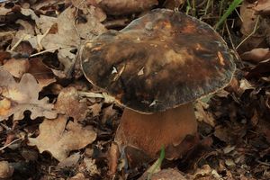 Hřib bronzový - Boletus aereus  Bull. 1789