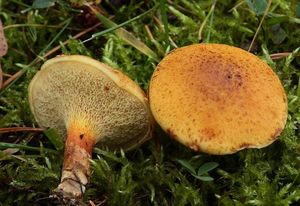 Klouzek sibiřský - Suillus americanus (Peck) Snell 1944