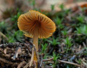 Helmovka zlatobřitá - Mycena aurantiomarginata (Fr.) Quél. 1872