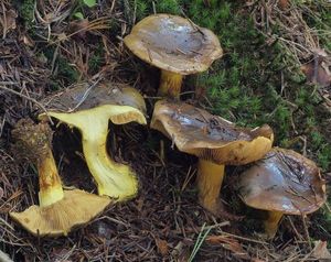 Pavučinec zelený - Cortinarius atrovirens Kalchbr. 1874