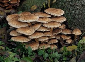 Šupinovka kostrbatá - Pholiota squarrosa (Vahl) P. Kumm. 1871