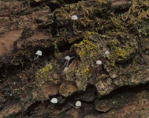 Helmovka přeútlá - Mycena adscendens Maas Geest. 1981