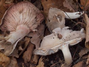 Čirůvka růžovolupenná - Tricholoma orirubens Quel.