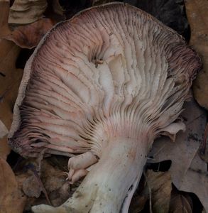 Čirůvka růžovolupenná - Tricholoma orirubens Quel.