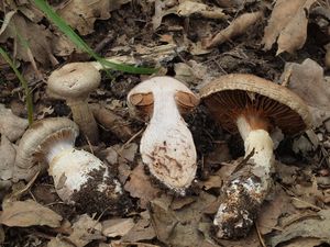 Pavučinec nevlídný - Cortinarius (Telamonia) torvus (Fr.) Fr.