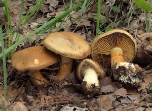 Pavučinec vlnatý - Cortinarius (Leprocybe) cotoneus Fr.