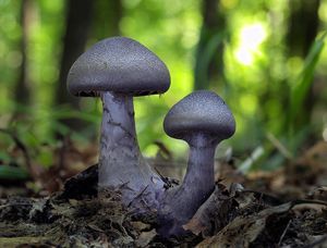 Pavučinec fialový - Cortnarius (Cortinarius) violaceus (L.) Gray