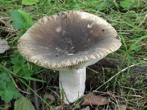 Holubinka sesterská - Russula sororia Fr. 1838