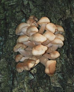 Václavka severská - Armillaria borealis