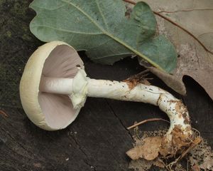 Pečárka hajní - Agaricus sylvicola (Vittad.) Sacc.