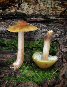 Vláknice šupinkatá - Inocybe squamata J.E.Lange