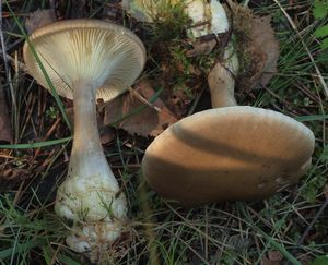 Strmělka kyjonohá - Clitocybe clavipes (Pers.) P.Kumm.