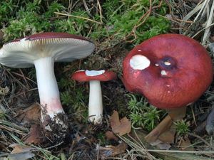 Holubinka jahodová - Russula paludosa