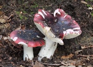 Holubinka černonachová - Russula atropurpurea (Krombh.) Britzelm. 1893