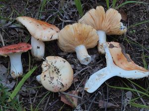 Holubinka skvrnitá - Russula maculata Quél.