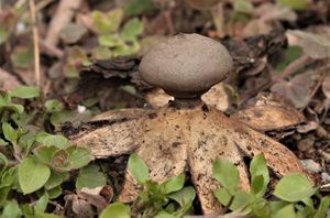 Hvězdovka tuhová - Geastrum coronatum Pers.