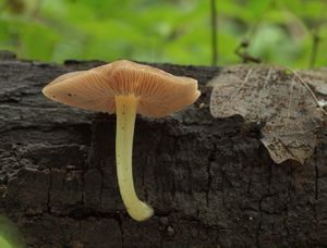 Štítovka Romellova - Pluteus romellii ( Britzelm. ) Sacc.