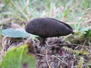 Chřapáč černý - Helvella corium (O. Weberb.) Massee