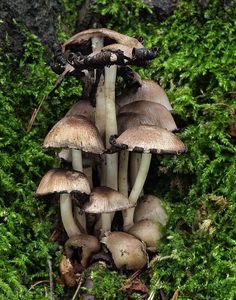 Hnojník význačný - Coprinopsis insignis (Peck) Redhead, Vilgalys